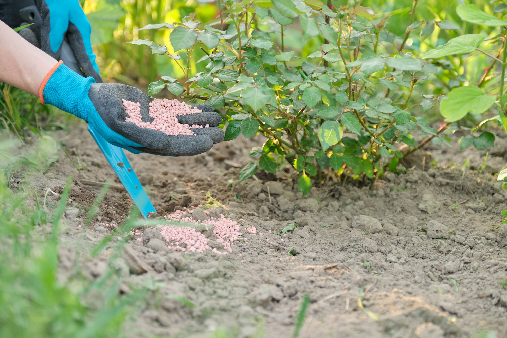 Mineral chemical granulated fertilizer in hands of woman working in spring garden